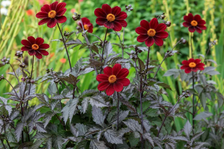 Dahlia 'Mexican Star'
