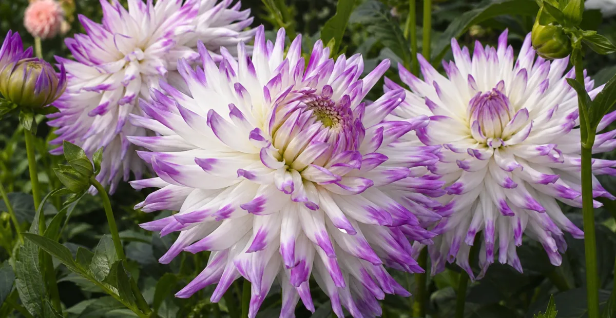 Dahlia 'Mingus Randy' – plant photo