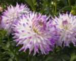 Dahlia ‘Mingus Randy’