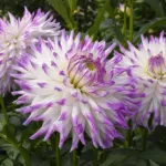 Dahlia ‘Mingus Randy’ (Dahlia 'Mingus Randy') – plant photo