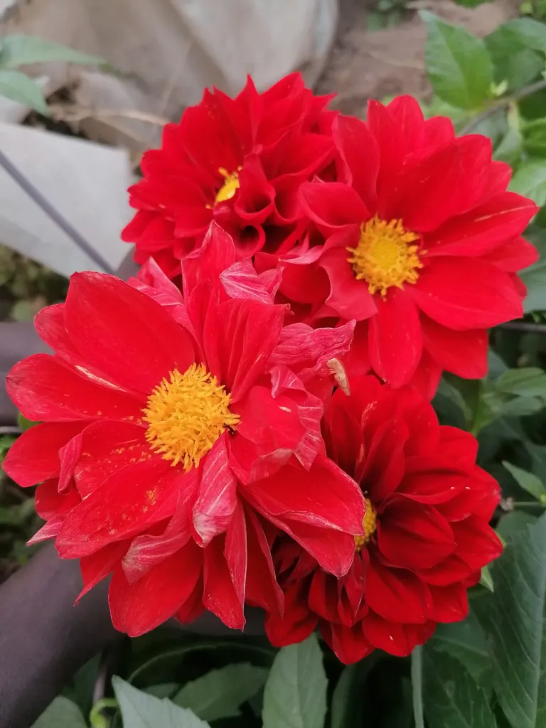 Großfiedrige Dahlie (Dahlia pinnata) – Blüten in Nahaufnahme, Pflanzenfoto