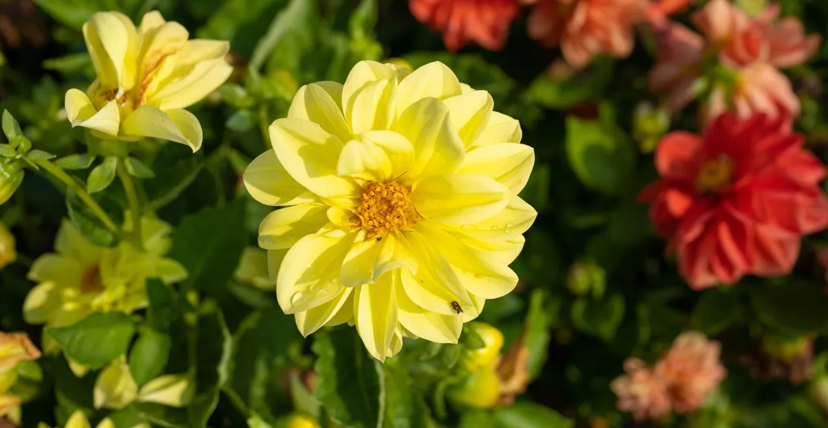 Garden Dahlia (Dahlia pinnata) – plant photo