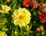 Garden Dahlia (Dahlia pinnata) care guide