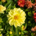 Garden Dahlia (Dahlia pinnata) – plant photo