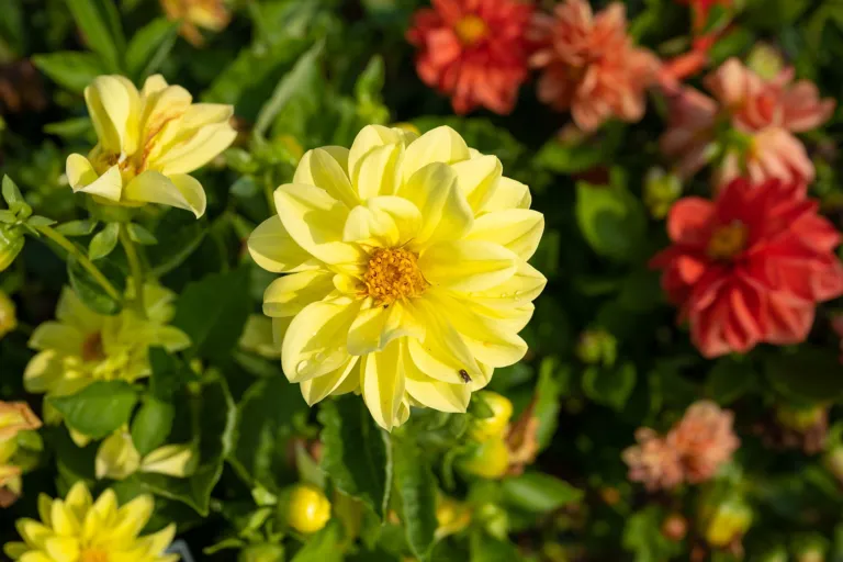 Dahlia pinnata
