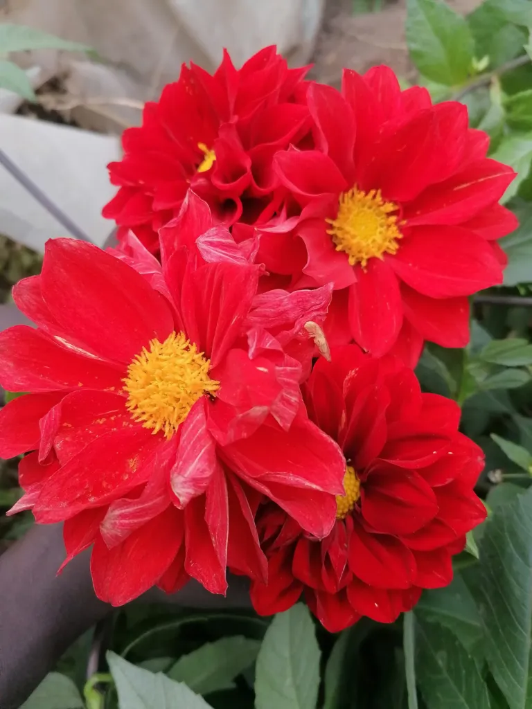 Großfiedrige Dahlie (Dahlia pinnata) – Blüten in Nahaufnahme, Pflanzenfoto