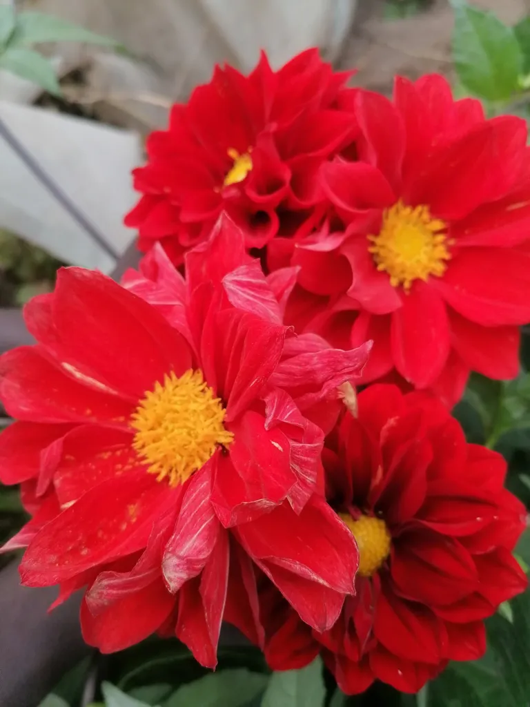 Großfiedrige Dahlie (Dahlia pinnata) – Blüten in Nahaufnahme, Pflanzenfoto