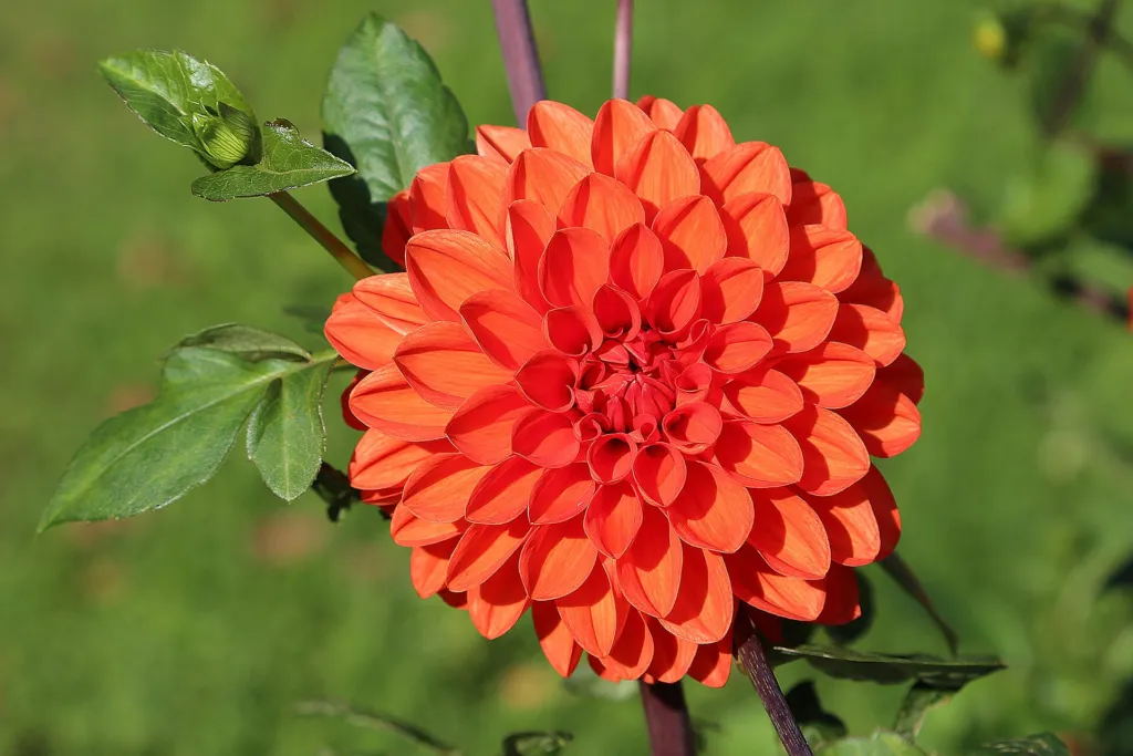 Großfiedrige Dahlie (Dahlia pinnata) – Blüten in Nahaufnahme, Pflanzenfoto