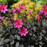 Dahlia ‘Roxy’ (Dahlia 'Roxy') – Pflanzenfoto