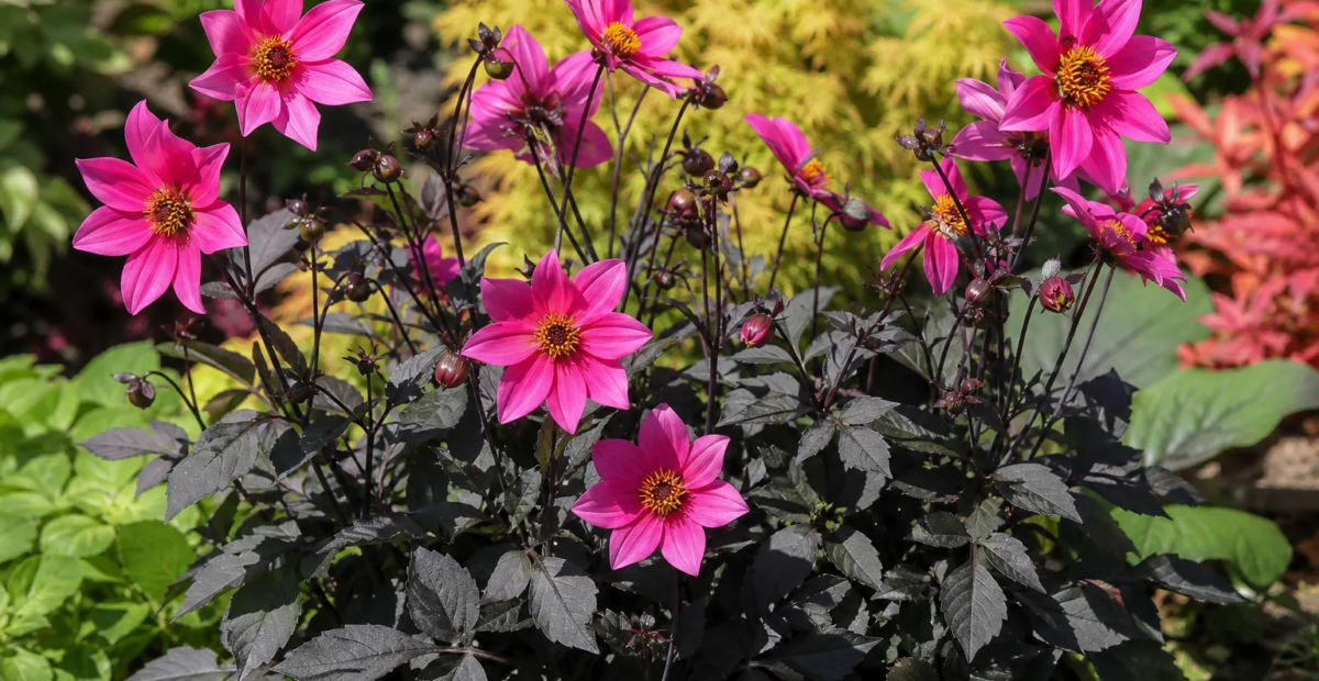 Dahlia ‘Roxy’ (Dahlia 'Roxy') – fotografia rastliny
