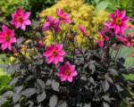 Dahlia ‘Roxy’ (Dahlia ‘Roxy’)