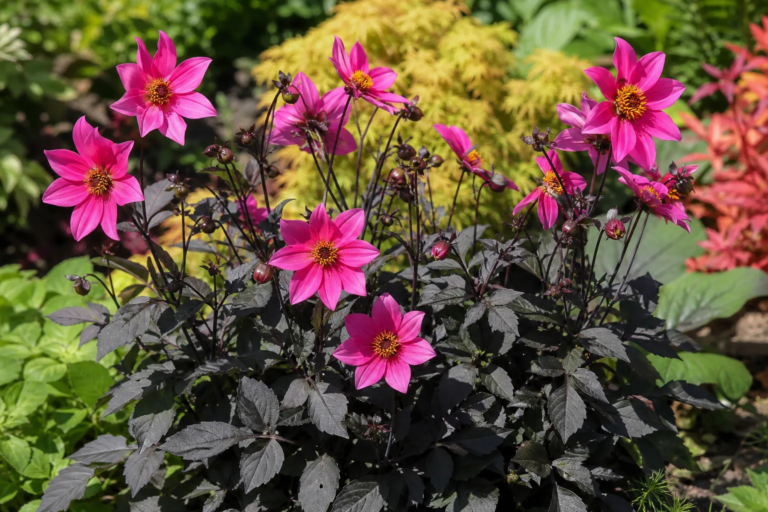 Dahlia 'Roxy'