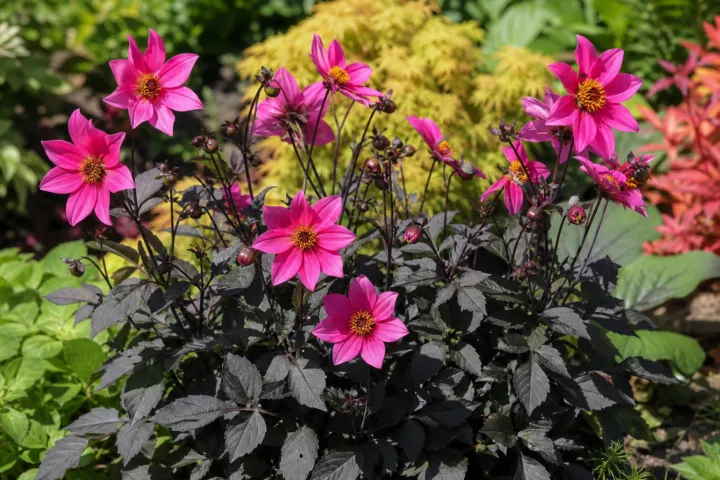 Dahlia 'Roxy'