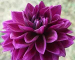 Dahlia ‘Thomas Edison’