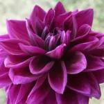 Dahlia ‘Thomas Edison’ (Dahlia 'Thomas Edison') – plant photo