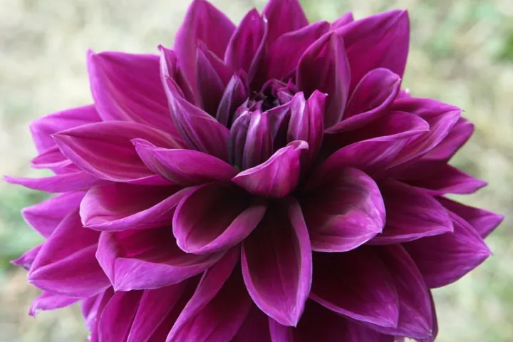 Dahlia 'Thomas Edison'