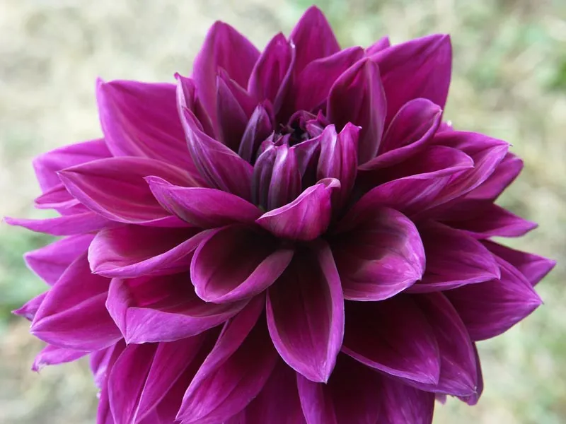 Dahlia 'Thomas Edison' – plant photo