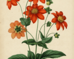 Dahlia variabilis – Pflege
