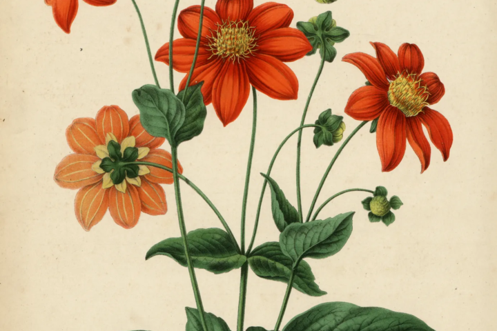 Dahlia variabilis