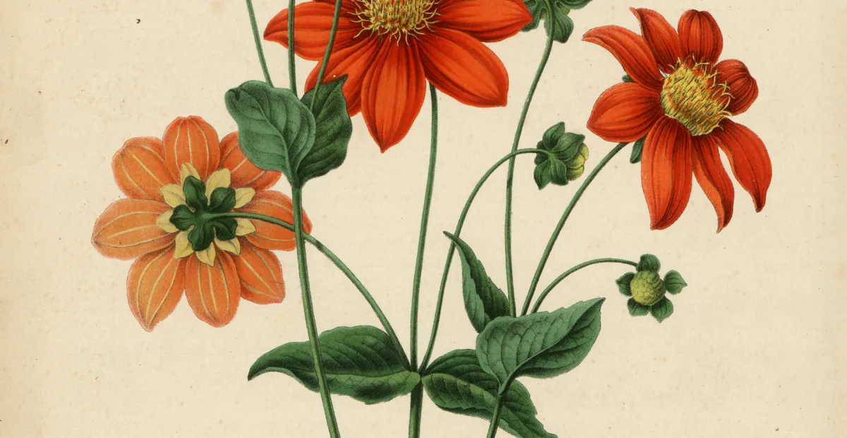 Dahlia variabilis – plant photo