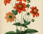 Dahlia variabilis care guide