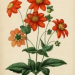Dahlia variabilis care guide (Dahlia variabilis) – plant photo