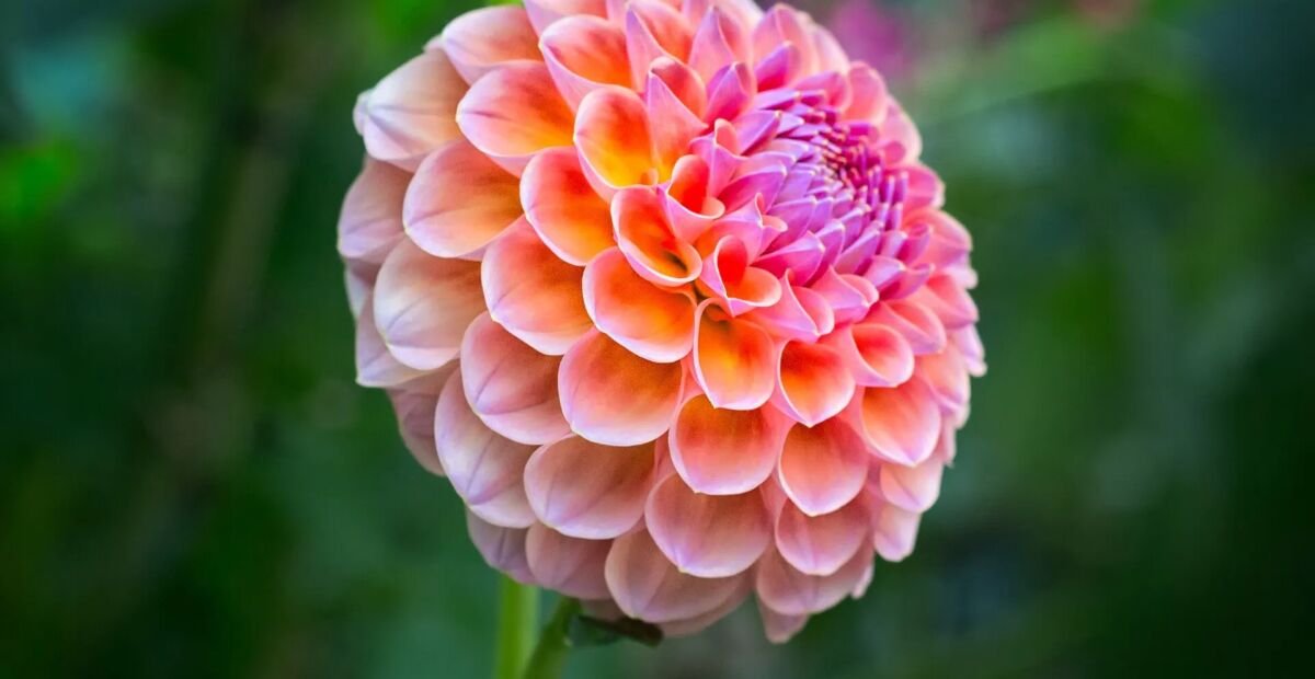 Dahlia 'Wizard of Oz' – Pflanzenfoto