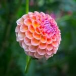 Dahlia ‘Wizard of Oz’ (Dahlia 'Wizard of Oz') – Pflanzenfoto