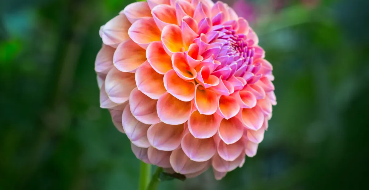 Dahlia 'Wizard of Oz' – plant photo