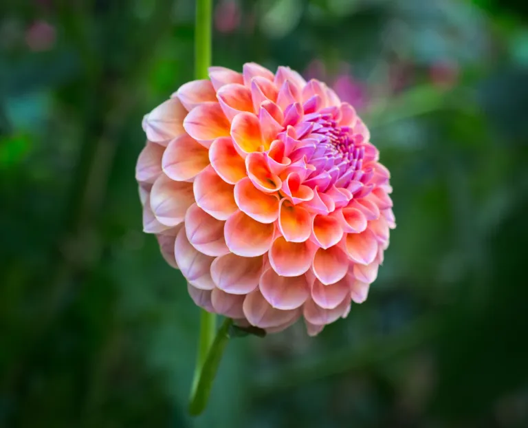 Dahlia 'Wizard of Oz'