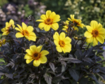Dahlia ‘Yellow Hammer’