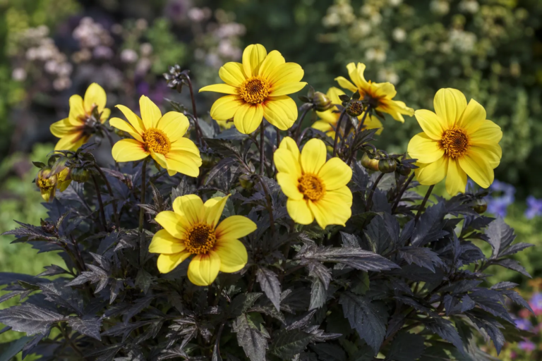 Dahlia 'Yellow Hammer'