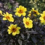Dahlia ‘Yellow Hammer’ (Dahlia 'Yellow Hammer') – fotografia rastliny