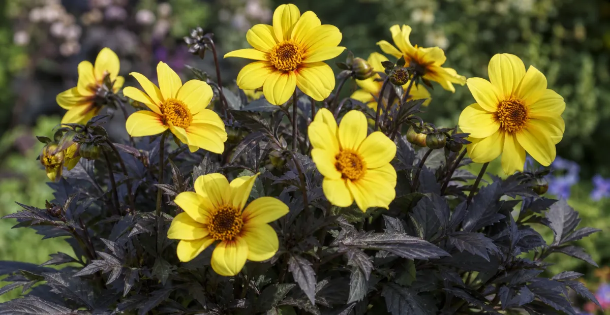 Dahlia 'Yellow Hammer' – plant photo