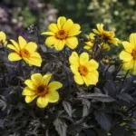 Dahlia ‘Yellow Hammer’ (Dahlia 'Yellow Hammer') – plant photo