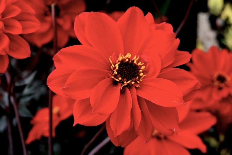 Dahlia 'Bishop of Llandaff'