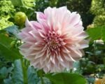 Dahlie ‘Cafe Au Lait’ (Dahlia ‘Cafe Au Lait’)