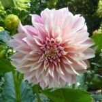 Dahlie 'Cafe Au Lait' (Dahlia 'Cafe Au Lait') – Pflanzenfoto