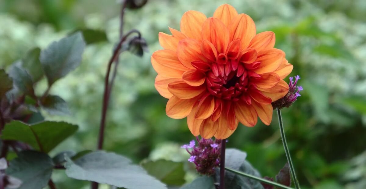 Dahlie 'David Howard' (Dahlia 'David Howard') – Pflanzenfoto