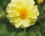 Dahlie ‘Franz Kafka’ (Dahlia ‘Franz Kafka’)