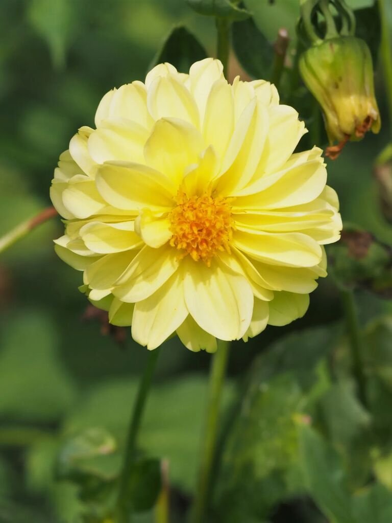 Dahlia 'Franz Kafka'
