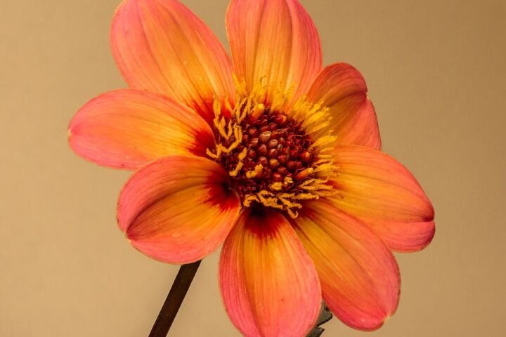 Dahlia 'Happy Single'