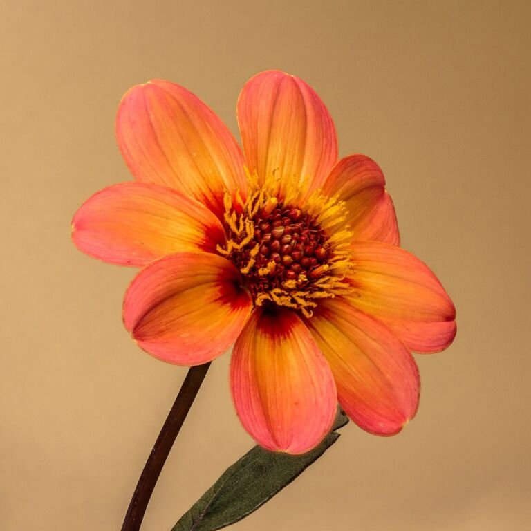 Dahlia 'Happy Single'