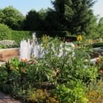 Dahlie ‘Maarn’ (Dahlia 'Maarn') – Pflanzenfoto