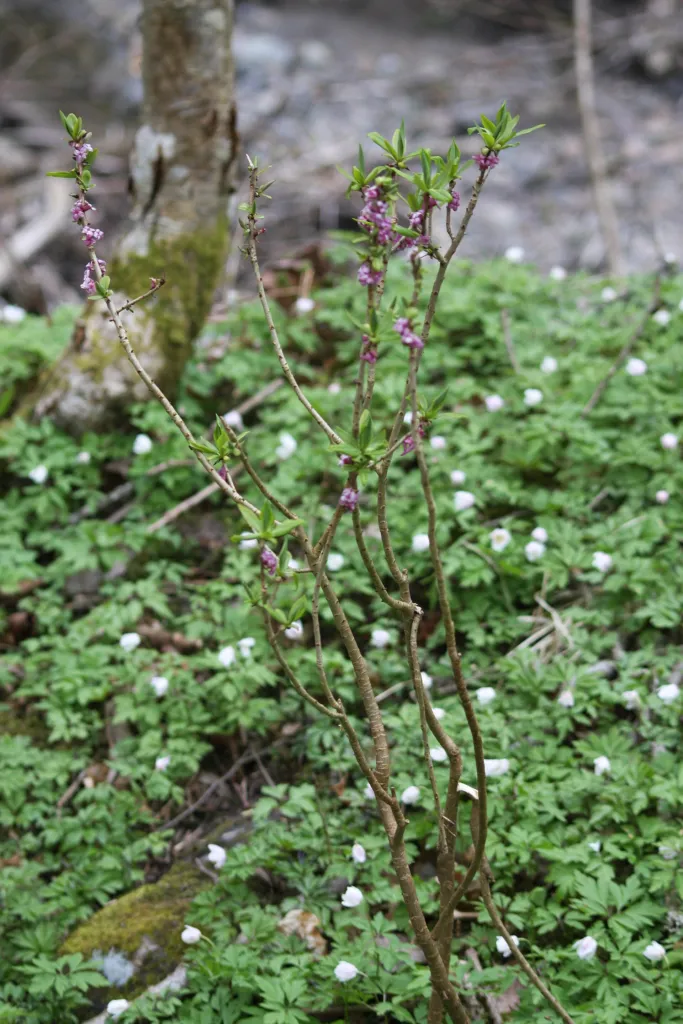 Mezereon (Daphne mezereum) – in its natural habitat, plant photo