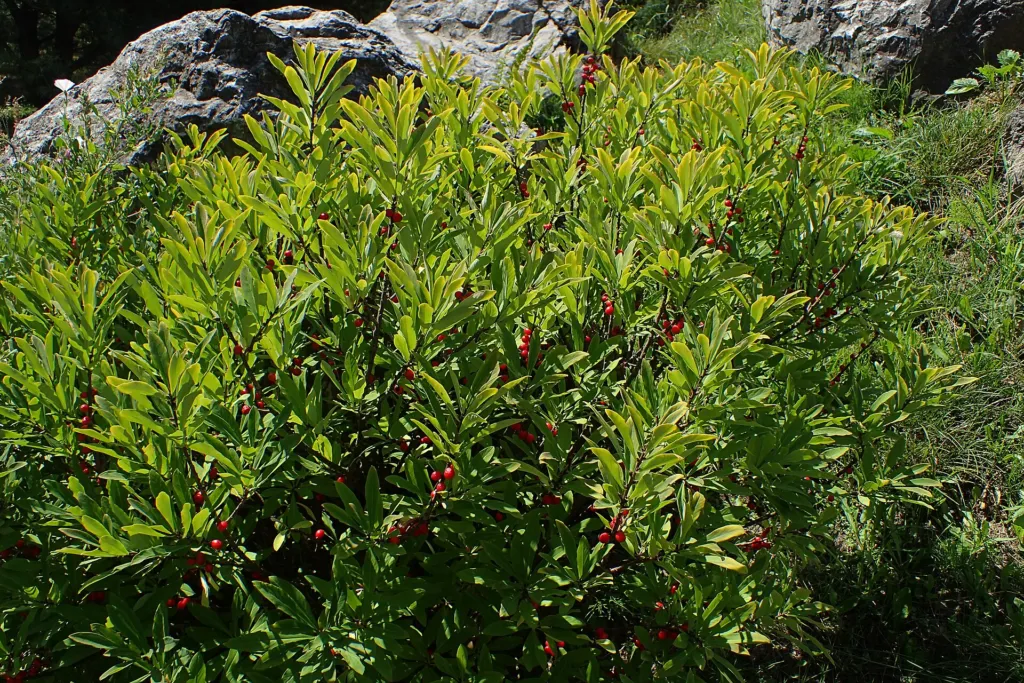 Mezereon (Daphne mezereum) – in a garden setting, plant photo