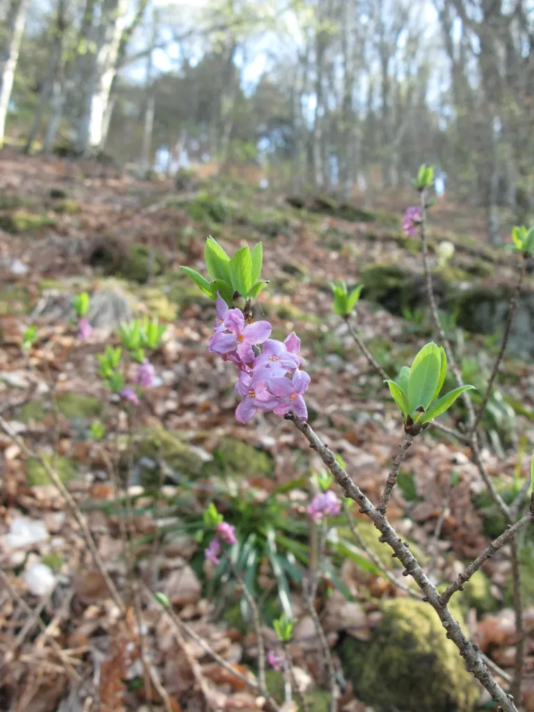 Mezereon (Daphne mezereum) – flowers in close-up, plant photo