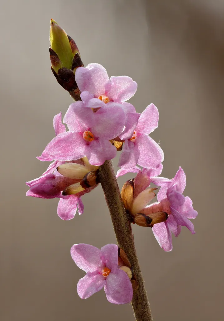 Mezereon (Daphne mezereum) – flowers in close-up, plant photo
