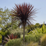 Dark Star (Cordyline australis ‘Dark Star’) (Cordyline australis 'Dark Star')
