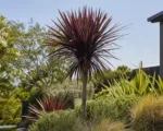 Dark Star (Cordyline australis ‘Dark Star’)